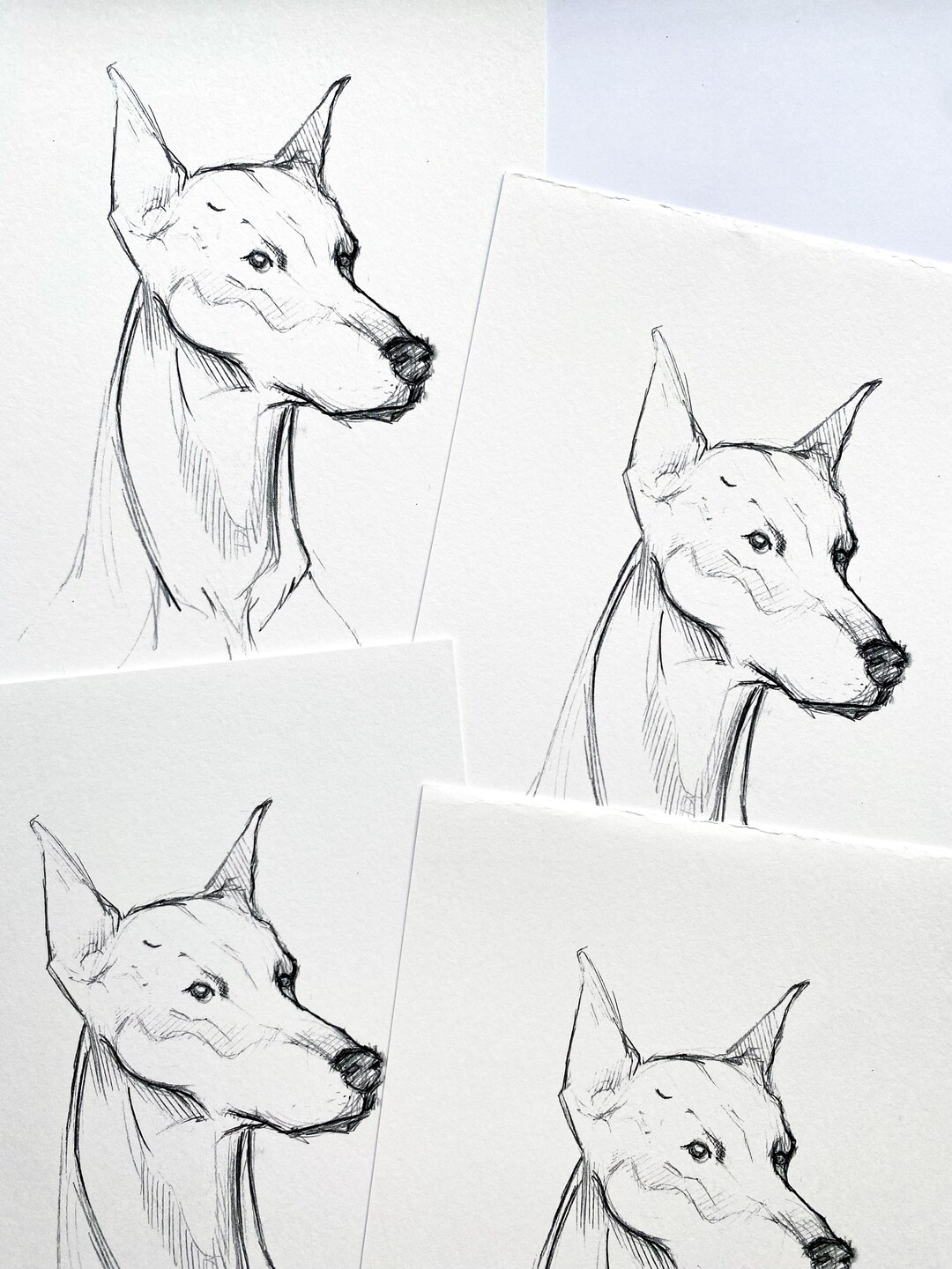 Doberman Dog Drawing Print - Etsy