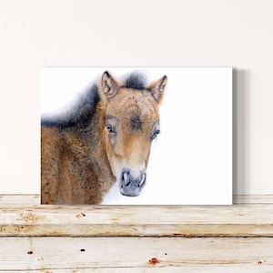 Cartão postal de potro Shetty com envelope de papel kraft impressão artística pônei Shetland