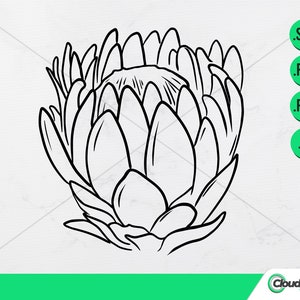 Op de afbeelding: Een zwart-witte lijntekening van een proteabloem. De bloem is groot en heeft veel bloemblaadjes. De tekening is eenvoudig en elegant.