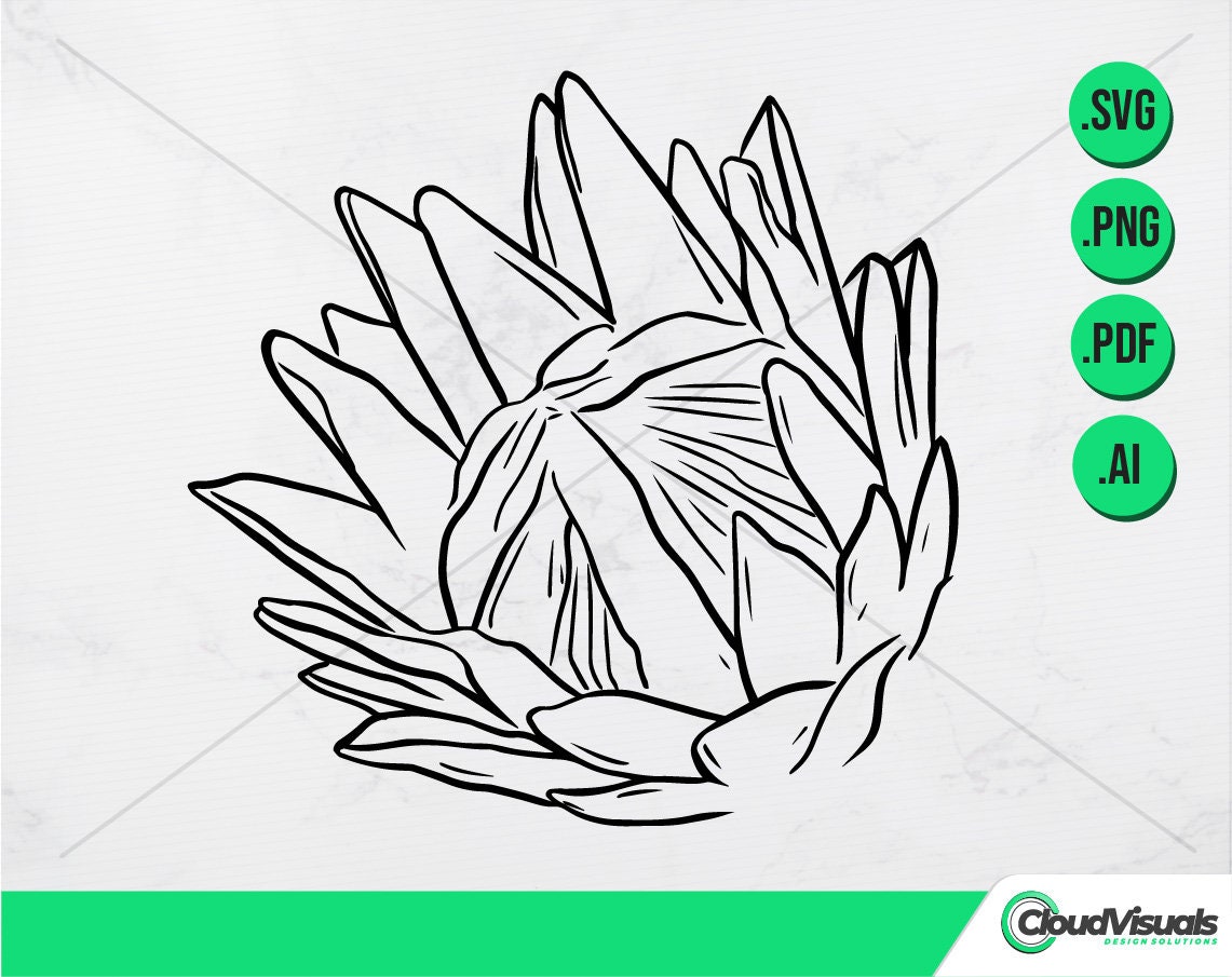 PROTEA FLOWER Bundle of 6 Line Art, Doodle Vector Art. Hand Drawn