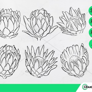 Puede incluir: Un conjunto de seis dibujos en blanco y negro de flores de protea. Las flores están dibujadas en un estilo realista y tienen un diseño detallado.