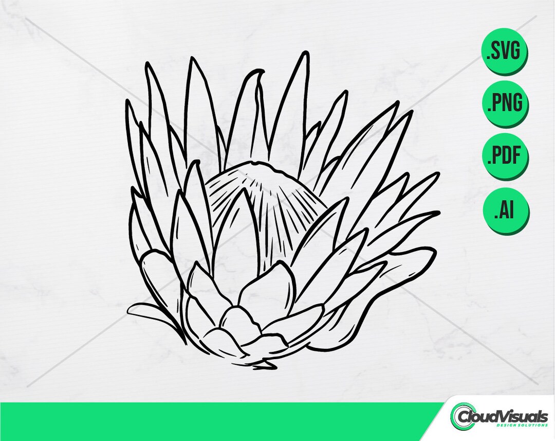 PROTEA FLOWER Line Art, Doodle Vector Art. Hand Drawn Clipart. Instant