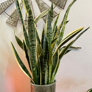 Snake plant