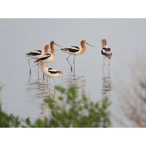American Avocets foraging in the Marshes of Glynn ~ Coastal Georgia