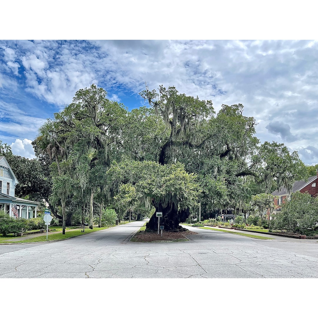 Lover's Oak Tree in Brunswick, Coastal Etsy