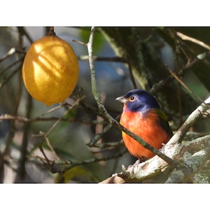 Painted Bunting Perched on Lemon Meyer Tree  ~ Coastal Georgia
