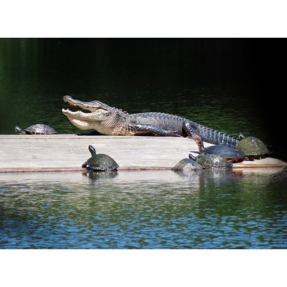 Laughing Alligator at Horton Pond Jekyll Island Etsy