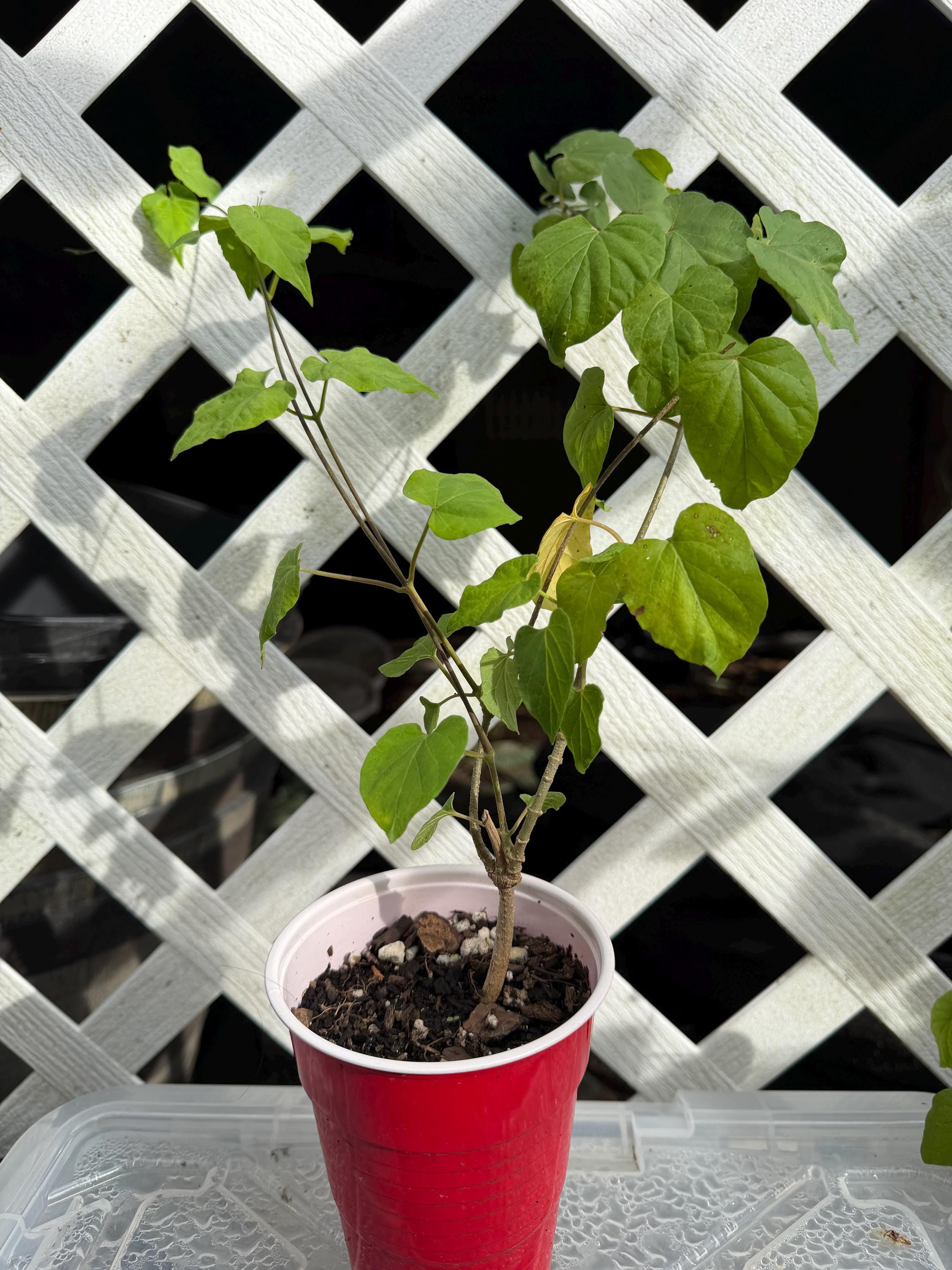 Telosma 1 Rooted Plant Telosma Cordata, Hoa Thien Ly, Tonkin Jasmin ...