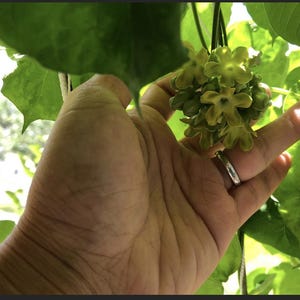 May include: Close-up of a hand holding a cluster of small, pale green flowers. The flowers have a star-like shape. The hand is wearing a silver ring. Large green leaves surround the flowers and hand, with sunlight filtering through.