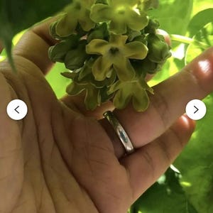 May include: Close-up of a cluster of small, pale green flowers held in a hand. The flowers have a star-like shape with five petals. The background is filled with green leaves and foliage.