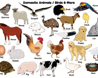 Buy Domestic Animals Online In India - Etsy India Buy Domestic Animals Online In India - Etsy India