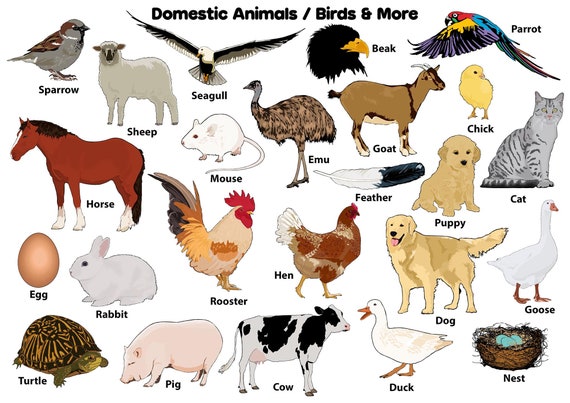 24 Domestic Animals / Birds & More Digital Clipart Png - Etsy Australia 24 Domestic Animals / Birds & More Digital Clipart Png - Etsy Australia