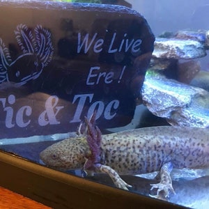 May include: A gray and white axolotl with black spots swims in a clear tank. The tank has a black slate rock with the words "We Live Here! Tic & Toc" engraved on it.