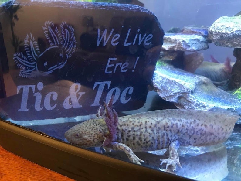 May include: A gray and white axolotl with black spots swims in a clear tank. The tank has a black slate rock with the words "We Live Here! Tic & Toc" engraved on it.