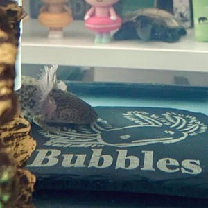 Axolotl 14x9cm Laser engraved untreated slate Plaque Vivarium and Totally Aquarium Friendly free p&p image 15