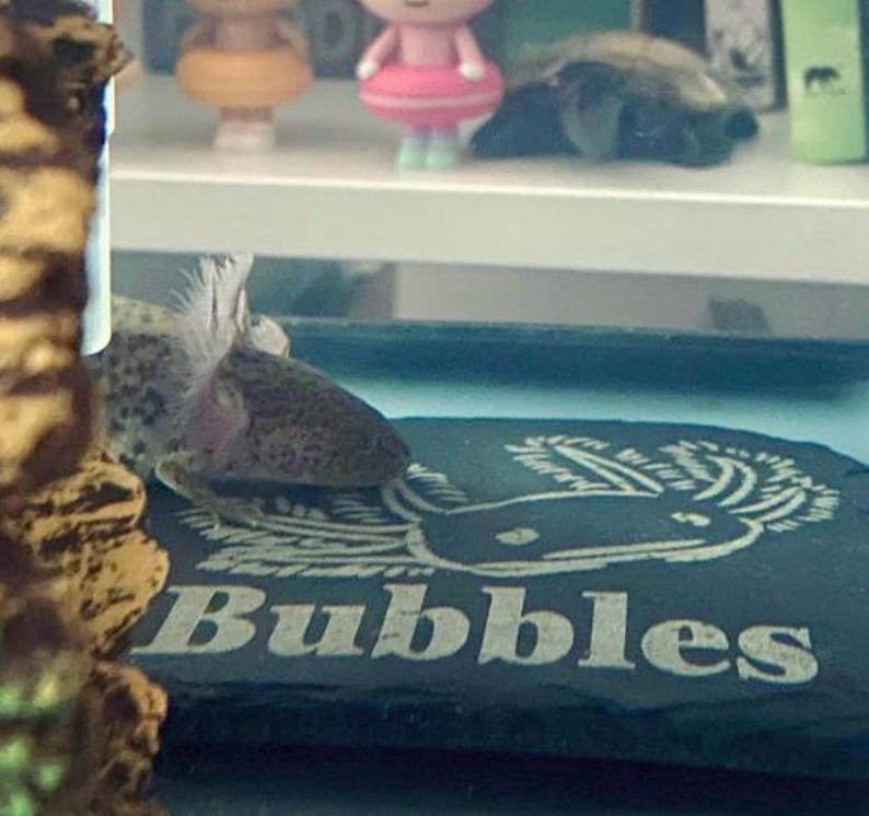 Axolotl 14x9cm Laser engraved untreated slate Plaque Vivarium and Totally Aquarium Friendly free p&p image 15