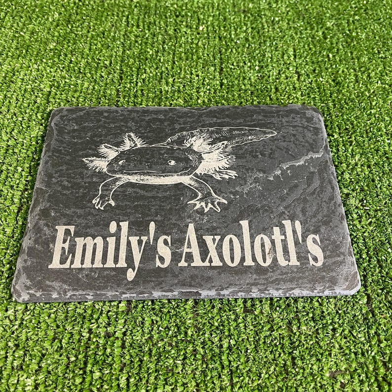 Axolotl 14x9cm Laser engraved untreated slate Plaque Vivarium and Totally Aquarium Friendly free p&p image 13