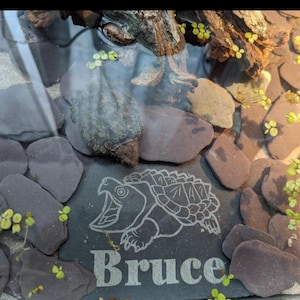 Axolotl 14x9cm Laser engraved untreated slate Plaque Vivarium and Totally Aquarium Friendly free p&p image 18