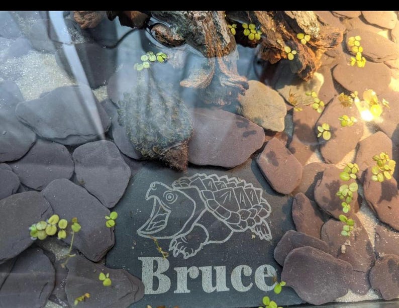 Axolotl 14x9cm Laser engraved untreated slate Plaque Vivarium and Totally Aquarium Friendly free p&p image 18