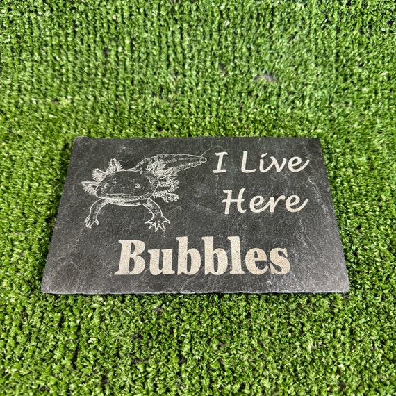 Axolotl 14x9cm Laser engraved untreated slate Plaque  Vivarium and Totally Aquarium Friendly free p&p