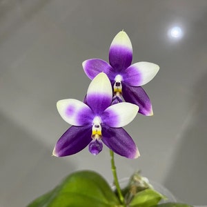 Very special! Phal Blue Jennifer Palermo (YL85)— award winning clone, random petal color in purple/blue or white