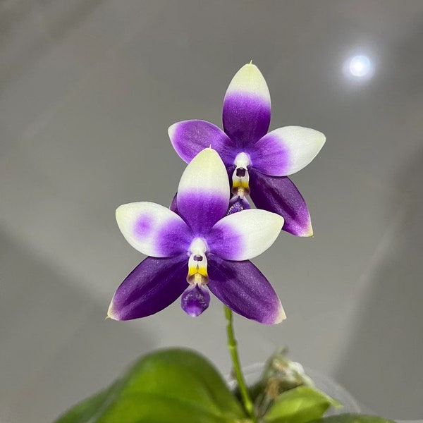 Phal Blue Jenny ‘Blue Dolphin’ (YL85)— award winning, random petal color in purple/blue or white