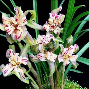Cymbidium goeringii ‘Tian Peng Mu Dan’ 春兰 ‘天蓬牡丹&#39; (Tianpeng peony)，most fragrant goeringii