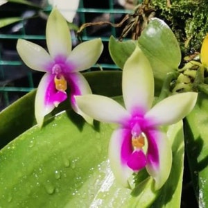 In spike! Phal. bellina ‘Fire’ x sib - Fire shape, very fragrant and pretty, Phal species