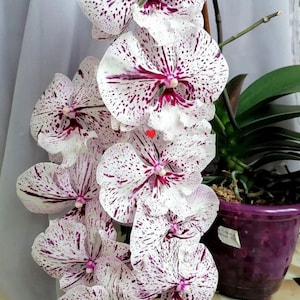 Phal. Miki Meteor &#39;121&#39;, unique flower pattern, multifloral, can bloom tens of flowers on one plant, very big flower with big-lip!
