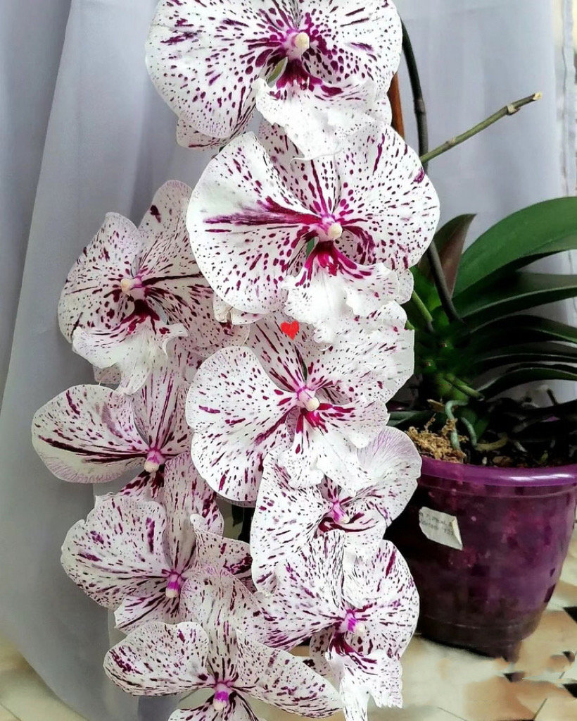 Phal. Miki Meteor '121', Unique Flower Pattern, Multifloral, Can