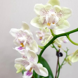 In bloom Phal. Younghome Lucky Star '0020' peloric, fragrant image 1