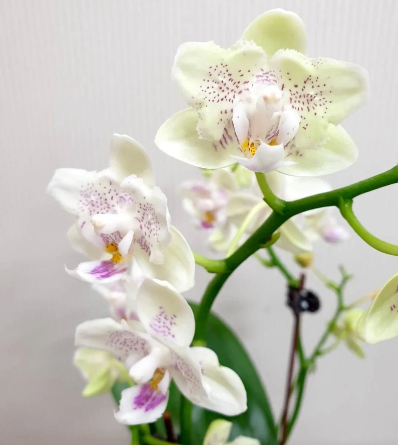 In bloom Phal. Younghome Lucky Star '0020' peloric, fragrant image 1