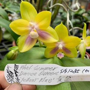 Phal. Summer Dance Queen x sib, cute round leaves