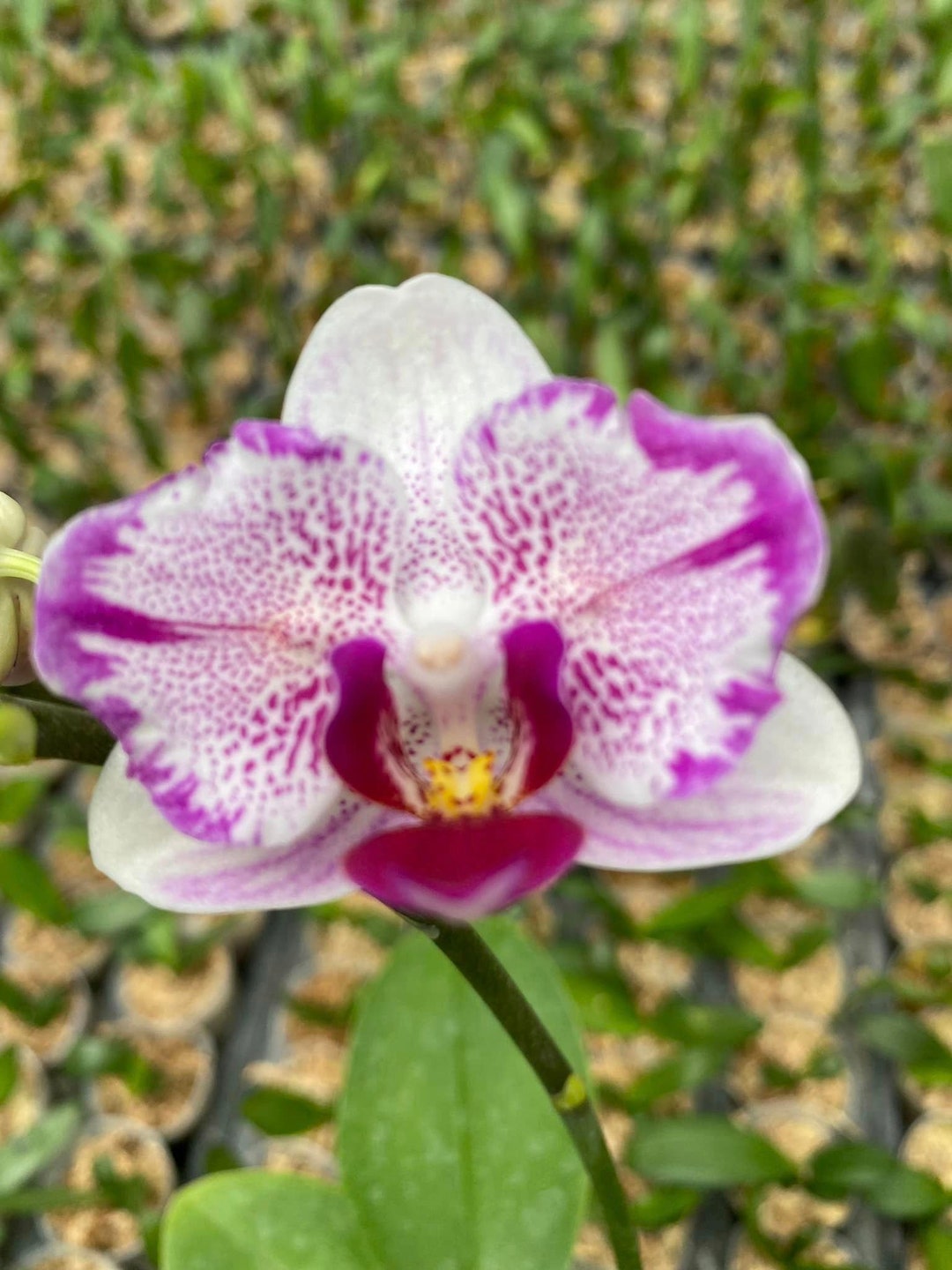 Phal. Ching Ann Gem peloric - Etsy