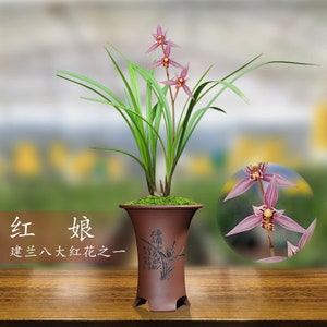 Cymbidium ensifolium ‘Red Bride’ 建兰/四季兰 ‘红娘’, very fragrant
