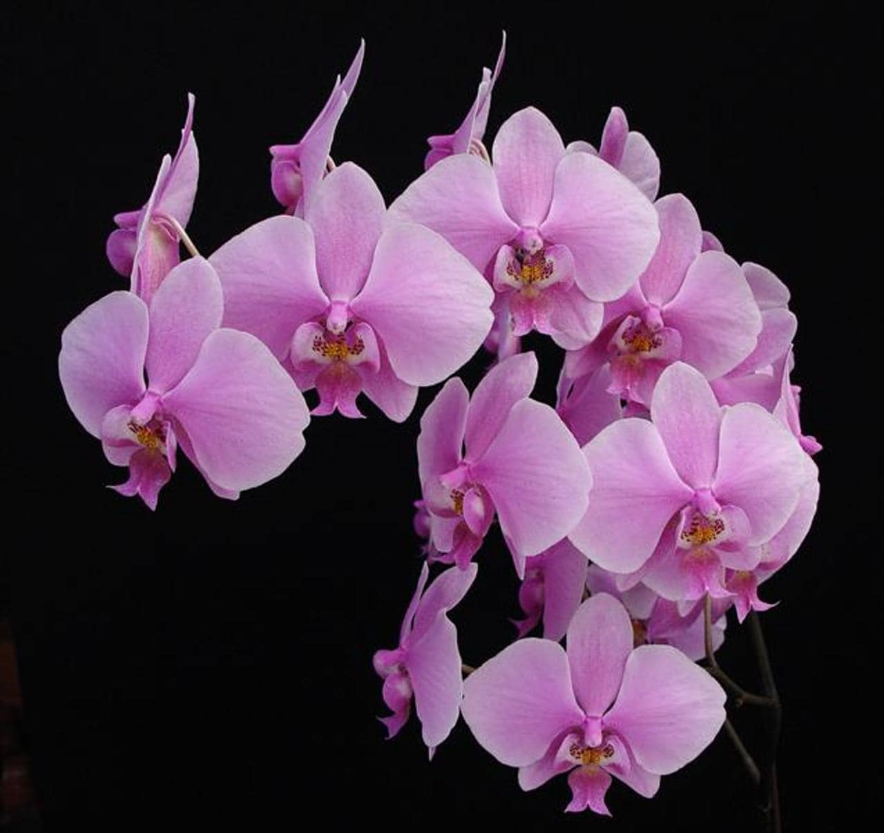 MysteryGardenStore - Etsy Sweden