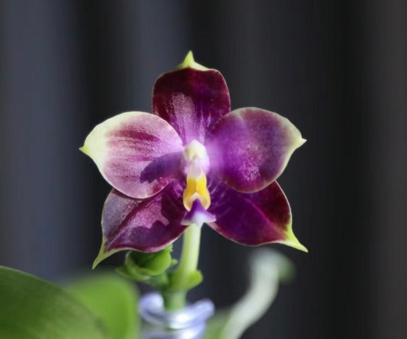 Phal. Mituo Purple Dragon Blue Penguin MCL45, pretty and very fragrant image 2