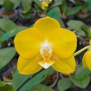 May include: Close-up of a vibrant yellow orchid flower with a white and orange center. The petals are smooth and rounded, with a delicate texture. The flower is surrounded by green leaves and the text "Phal. Sogo Shito" and Japanese characters.