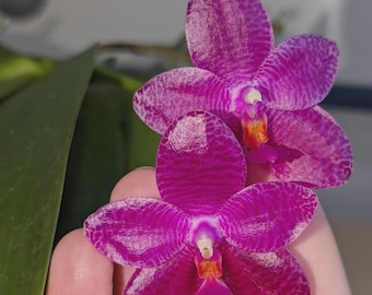 Hoya Polyneura Silver Broget Rooted Trailing Very Rare Fishtail