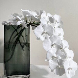 Phal. Charming Crystal Water '1288' - Etsy
