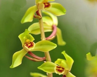 Cymbidium faberi Rolfe “Zheng Xiao He” 蕙兰 “郑孝荷”, very fragrant