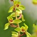 see more listings in the Asian Cymbidium section