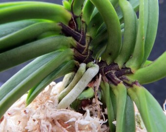 Neofinetia falcata SetonoTsurugi 瀬戸の剣