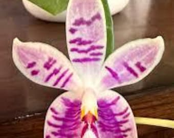 In spike! Phal. SWR Wild Champagne 'Cheers', fragrant