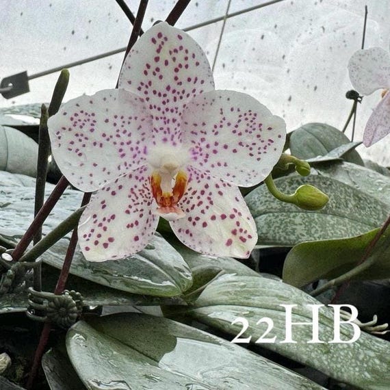 Phalaenopsis Essence Wain (philippinensis X Gigantea) (22HB