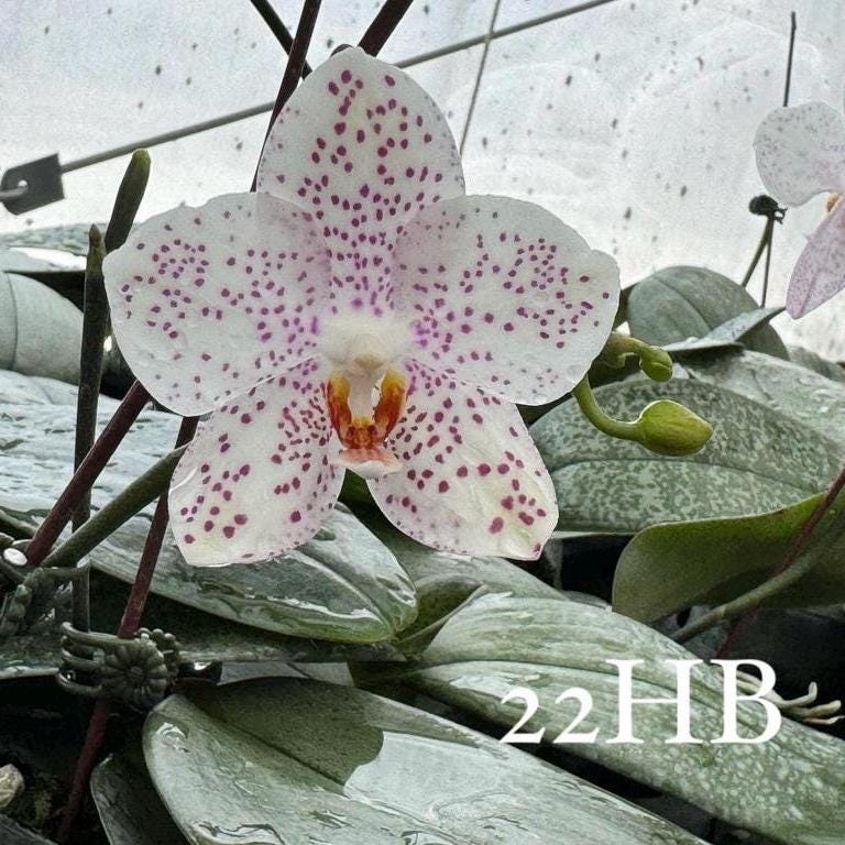 Phalaenopsis Philippenensis x Schilleriana Rare Exotic Orchid