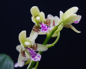 Very rare! Sedirea japonica shima –  名護蘭縞, mini orchid with variegation, very fragrant