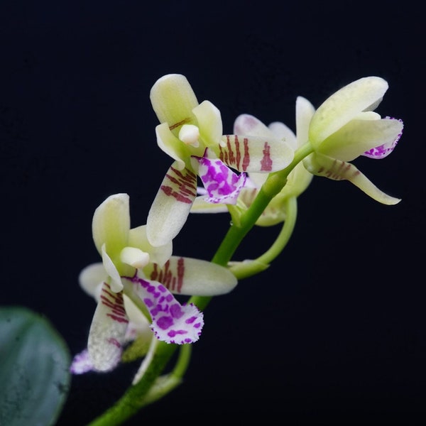 Very rare! Sedirea japonica shima –  名護蘭縞, mini orchid with variegation, very fragrant