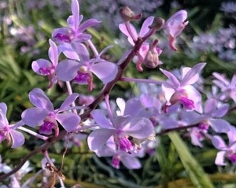 Mini Vanda coerulescens (pink form)x sib , very fragrant with pinky color, mini orchid