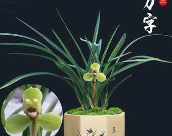 Cymbidium goeringii ‘Wan-Zi’ 春兰四大天王之一 ‘万字’,